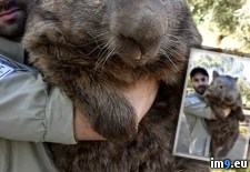 Tags: largest, living, meet, oldest, patrick, wombat (Pict. in My r/PICS favs)
