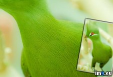 Tags: green, meet, turaco (Pict. in My r/PICS favs)
