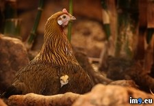 Tags: chicken, momma (Pict. in My r/PICS favs)