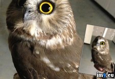 Tags: owls, photos, research, tiny (Pict. in My r/PICS favs)