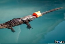 Tags: alligator, prosthetic, stubbs, tail, world (Pict. in My r/PICS favs)