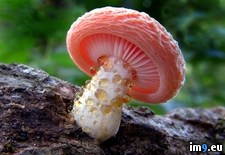 Tags: mushrooms, trippy (Pict. in My r/PICS favs)