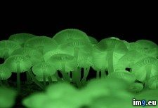 Tags: mushrooms, trippy (Pict. in My r/PICS favs)