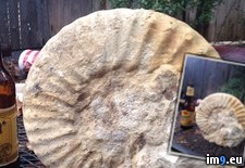 Tags: ago, ammonite, ammonites, boyfriend, excavator, extinct, fossil, million, work, years (Pict. in My r/PICS favs)