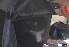 Tags: bought, cat, refuses, tent (Pict. in My r/PICS favs)