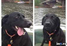Tags: boat, dog, dude, face, start, throttle (Pict. in My r/PICS favs)