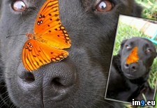 Tags: butterfly, dog, nose (Pict. in My r/PICS favs)