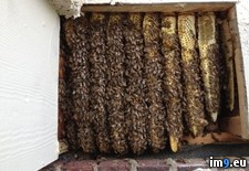 Tags: apartment, beekeeper, bees, complaints, fou, friend, hired, manager (Pict. in My r/PICS favs)