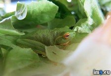 Tags: for, guy, hiding, lettuce, making, mum, refrigerator, salad, was (Pict. in My r/PICS favs)
