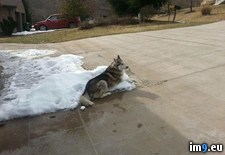 Tags: cold, complained, day, dog, neighbors, winter (Pict. in My r/PICS favs)