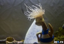 Tags: anemone, beautiful, decided, duck, giving, head, latch, ornament, sea, tank (Pict. in My r/PICS favs)