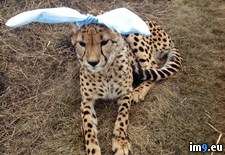Tags: canada, cheetahs, easter, give, one, people, privately, spirit, uncle (Pict. in My r/PICS favs)