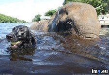 Tags: buddies, dog, elephant, natural (Pict. in My r/PICS favs)