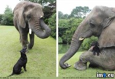 Tags: buddies, dog, elephant, natural (Pict. in My r/PICS favs)