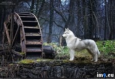 Tags: dog, nordic (Pict. in My r/PICS favs)