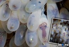 Tags: eggs, hatched, octopus (Pict. in My r/PICS favs)