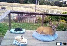 Tags: deer (Pict. in My r/PICS favs)