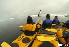 Tags: antarctica, caught, group, jumping, kayakers, one, penguin, trip (Pict. in My r/PICS favs)