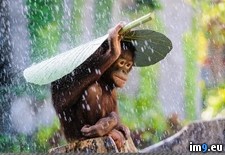 Tags: covering, orangutan, rain (Pict. in My r/PICS favs)