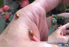 Tags: amazon, arrived, ladybugs, ordered (Pict. in My r/PICS favs)