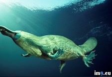 Tags: platypus (Pict. in My r/PICS favs)