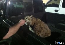 Tags: bobcat, fucking, mate, pulling, room, walmart (Pict. in My r/PICS favs)