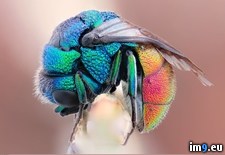 Tags: fly, rainbow (Pict. in My r/PICS favs)