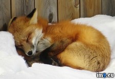Tags: alberta, backyard, canada, fox, red, sleeping (Pict. in My r/PICS favs)