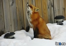 Tags: alberta, backyard, canada, fox, red, sleeping (Pict. in My r/PICS favs)