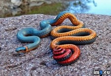 Tags: regal, ringneck, snake, you (Pict. in My r/PICS favs)