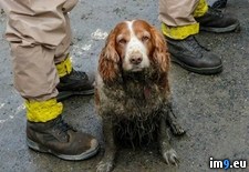 Tags: dog, helping, mudslide, washington (Pict. in My r/PICS favs)