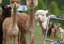 Tags: alpaca, are, hilarious, shaved, terrifying (Pict. in My r/PICS favs)