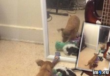 Tags: brought, doggy, mirror, play, toys (Pict. in My r/PICS favs)