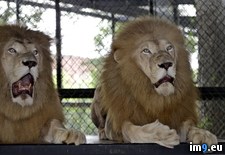Tags: lions, shocked (Pict. in My r/PICS favs)