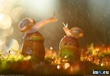 Tags: rain, snails (Pict. in My r/PICS favs)