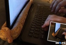 Tags: computers, snakes, warm (Pict. in My r/PICS favs)