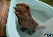 Tags: baby, beaver (Pict. in My r/PICS favs)