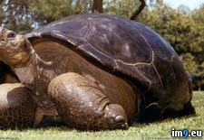 Tags: diego, dies, living, old, san, speed, tortoise, year, zoo (Pict. in My r/PICS favs)