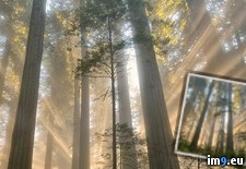 Tags: national, park, redwood, shining (Pict. in My r/PICS favs)