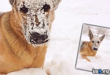 Tags: aftermath, catch, shovel, snow (Pict. in My r/PICS favs)