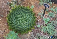 Tags: plant (Pict. in My r/PICS favs)