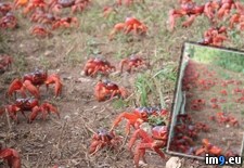 Tags: annual, christmas, crab, friends, house, island, migration, red (Pict. in My r/PICS favs)