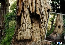 Tags: deku, great, tree (Pict. in My r/PICS favs)