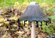 Tags: cap, interesting, mushroom, sounds (Pict. in My r/PICS favs)