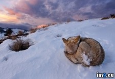 Tags: coyote, lone (Pict. in My r/PICS favs)