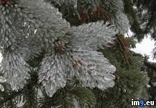 Tags: encased, ice, pine, storm, tree, yard (Pict. in My r/PICS favs)
