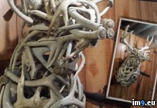 Tags: antlers, collecting, product, woods, years (Pict. in My r/PICS favs)