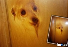 Tags: destined, dog, door, end, online, reincarnated, spirit, tree (Pict. in My r/PICS favs)