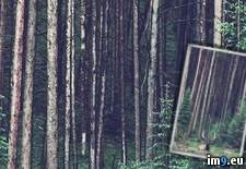 Tags: belong, woods (Pict. in My r/PICS favs)
