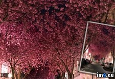Tags: are, blossom, bonn, city, germany, old, straight, trees, two, weeks (Pict. in My r/PICS favs)